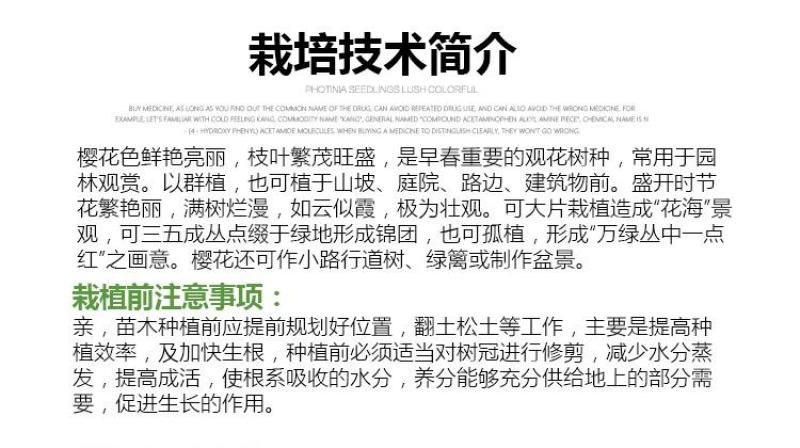 樱花苗树苗庭院盆栽地栽日本樱花小苗早樱晚樱绿化苗