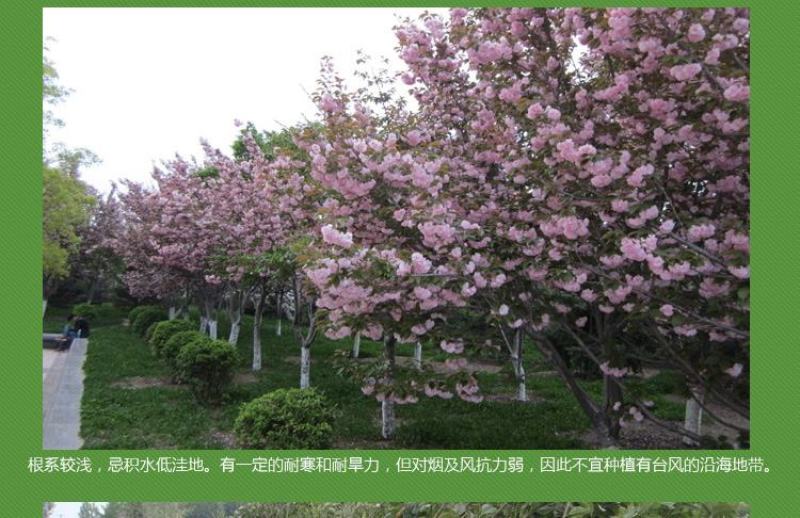 樱花苗树苗庭院盆栽地栽日本樱花小苗早樱晚樱绿化苗