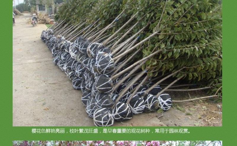 樱花苗树苗庭院盆栽地栽日本樱花小苗早樱晚樱绿化苗