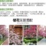 樱花苗树苗庭院盆栽地栽日本樱花小苗早樱晚樱绿化苗
