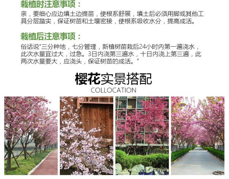 樱花苗树苗庭院盆栽地栽日本樱花小苗早樱晚樱绿化苗