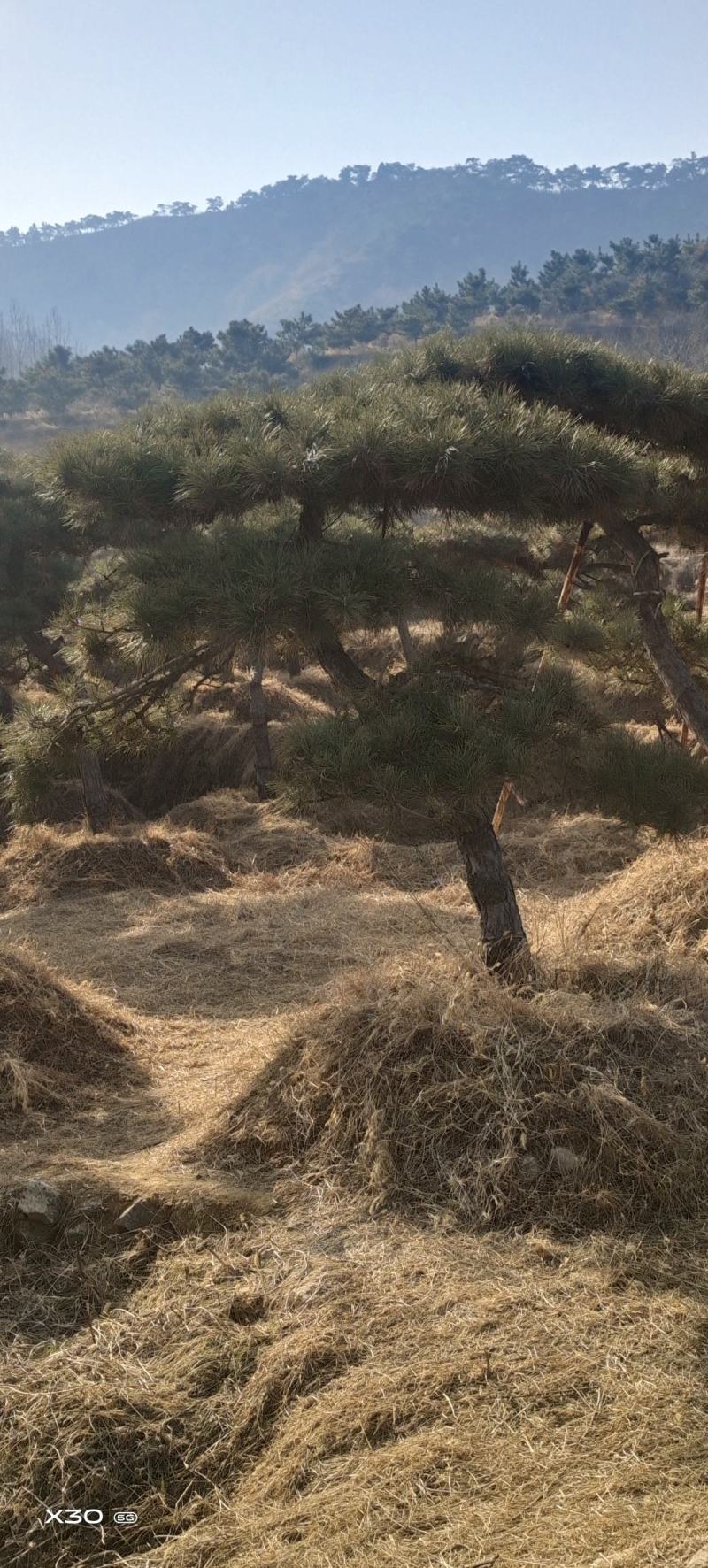 造型黑松造型松造型油松黑松盆景油松黑松
