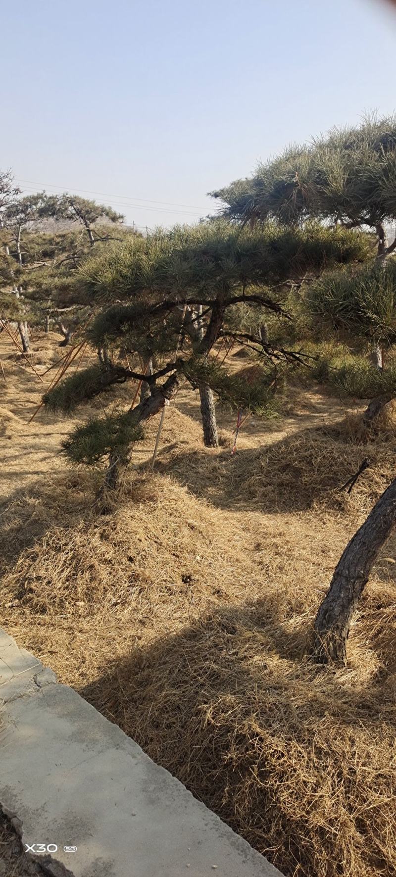 造型黑松造型松造型油松黑松盆景油松黑松