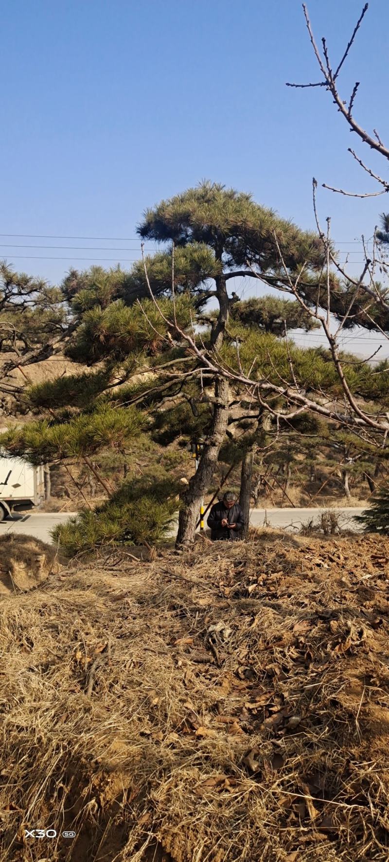 造型黑松造型松造型油松黑松盆景油松黑松
