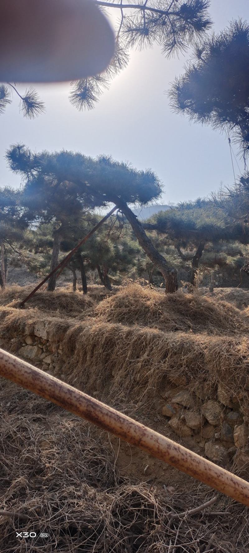 造型黑松造型松造型油松黑松盆景油松黑松