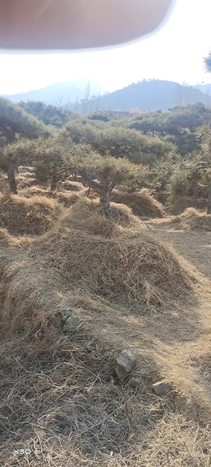 造型黑松造型松造型油松黑松盆景油松黑松