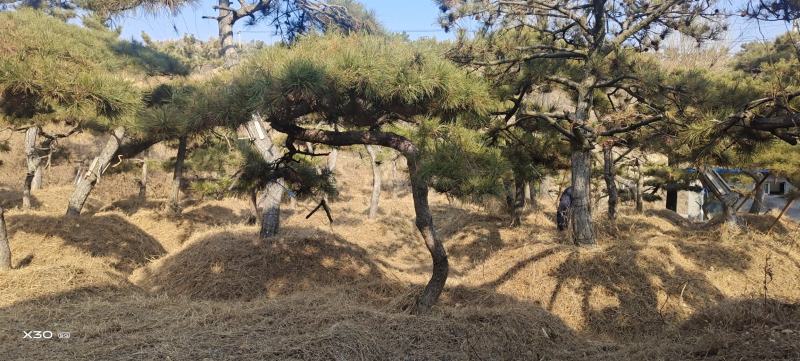 造型黑松造型松造型油松黑松盆景油松黑松