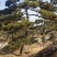 造型黑松造型松造型油松黑松盆景油松黑松