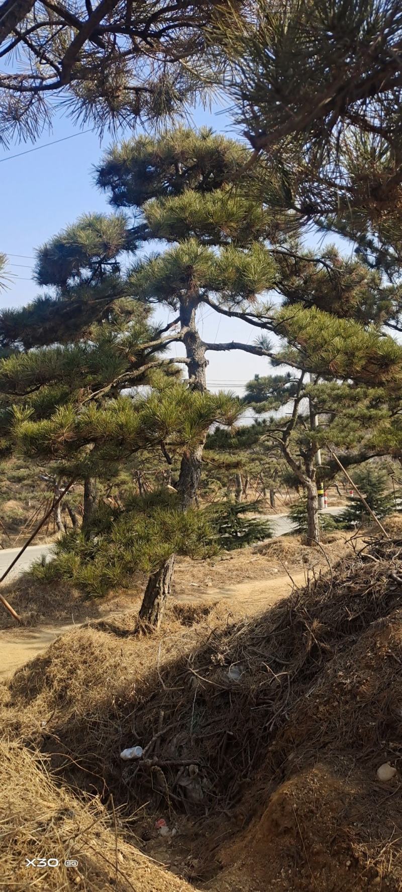 造型黑松造型松造型油松黑松盆景油松黑松