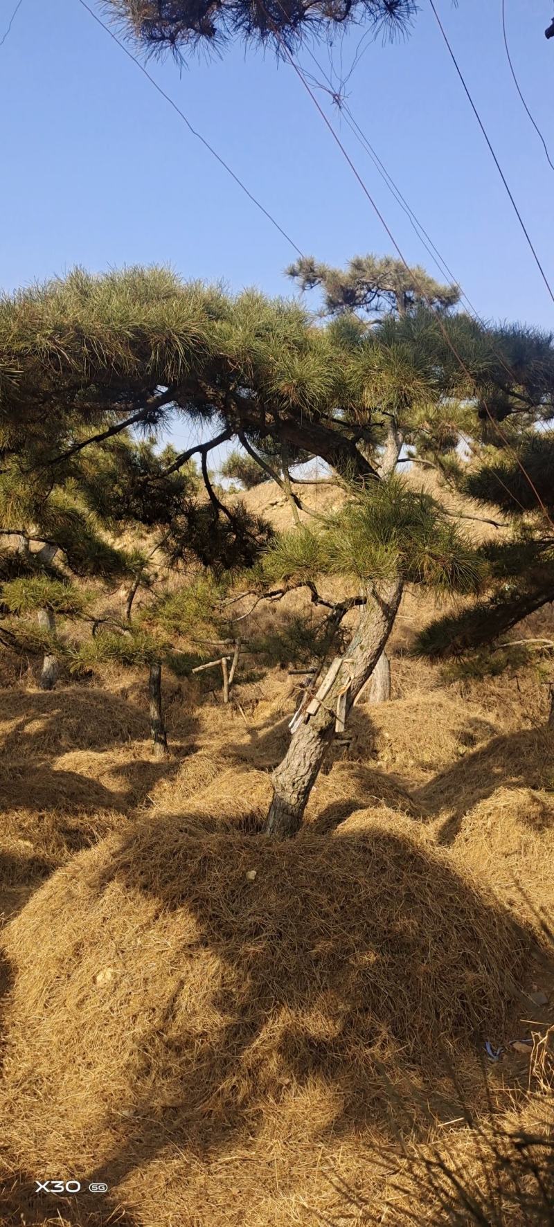 造型黑松造型松造型油松黑松盆景油松黑松