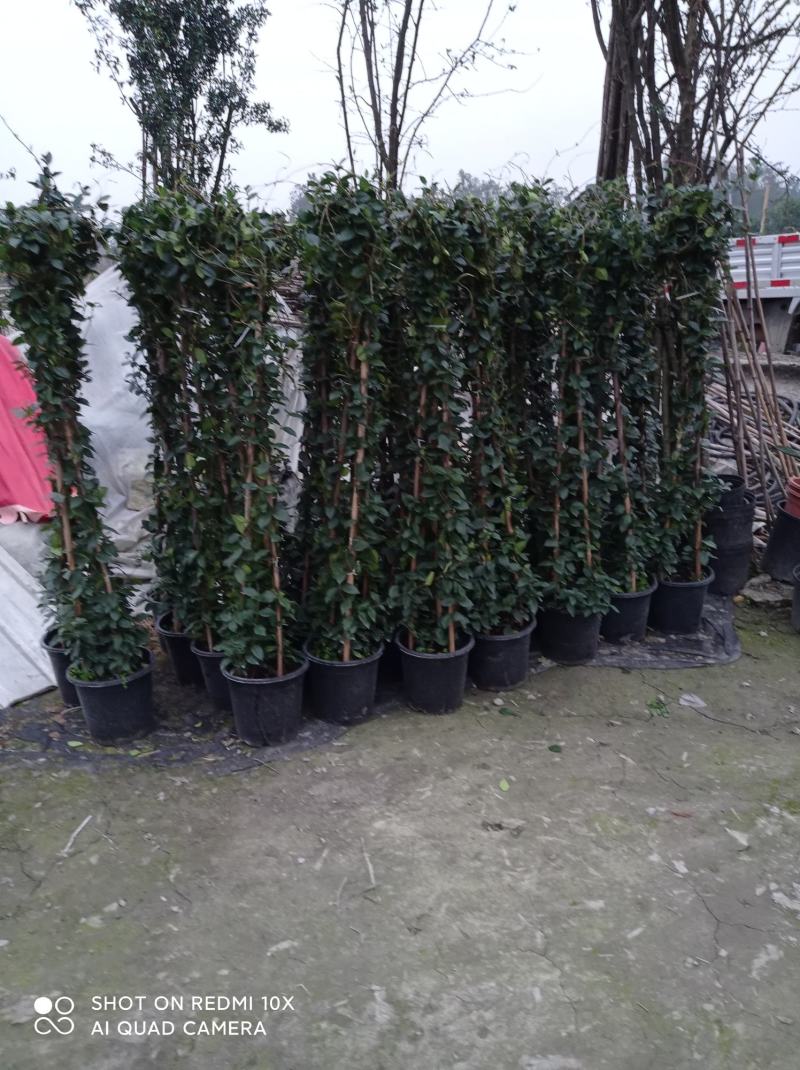3米高，意大利风车茉莉，成都本地货源，基地直销