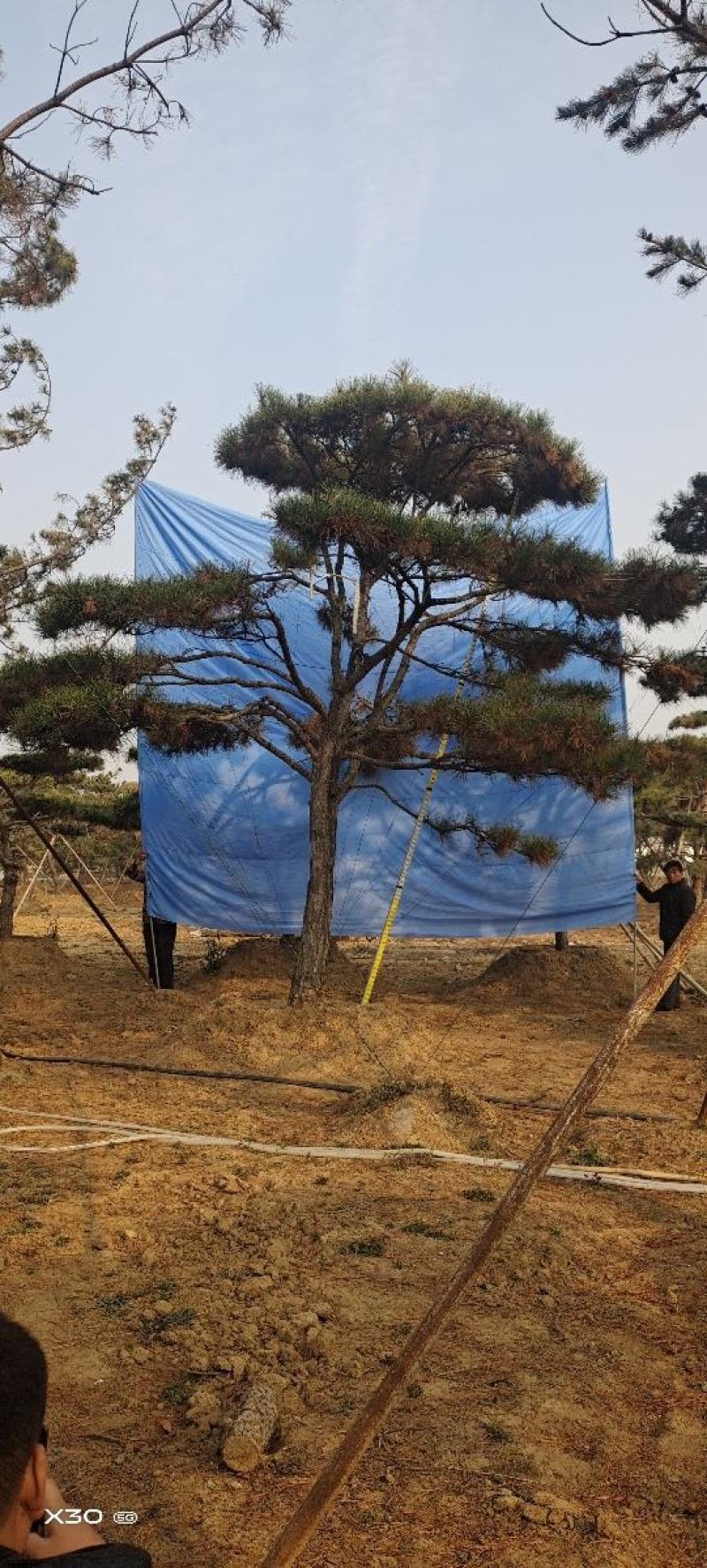造型黑松景观松黑松盆景造型油松造型松黑松盆景
