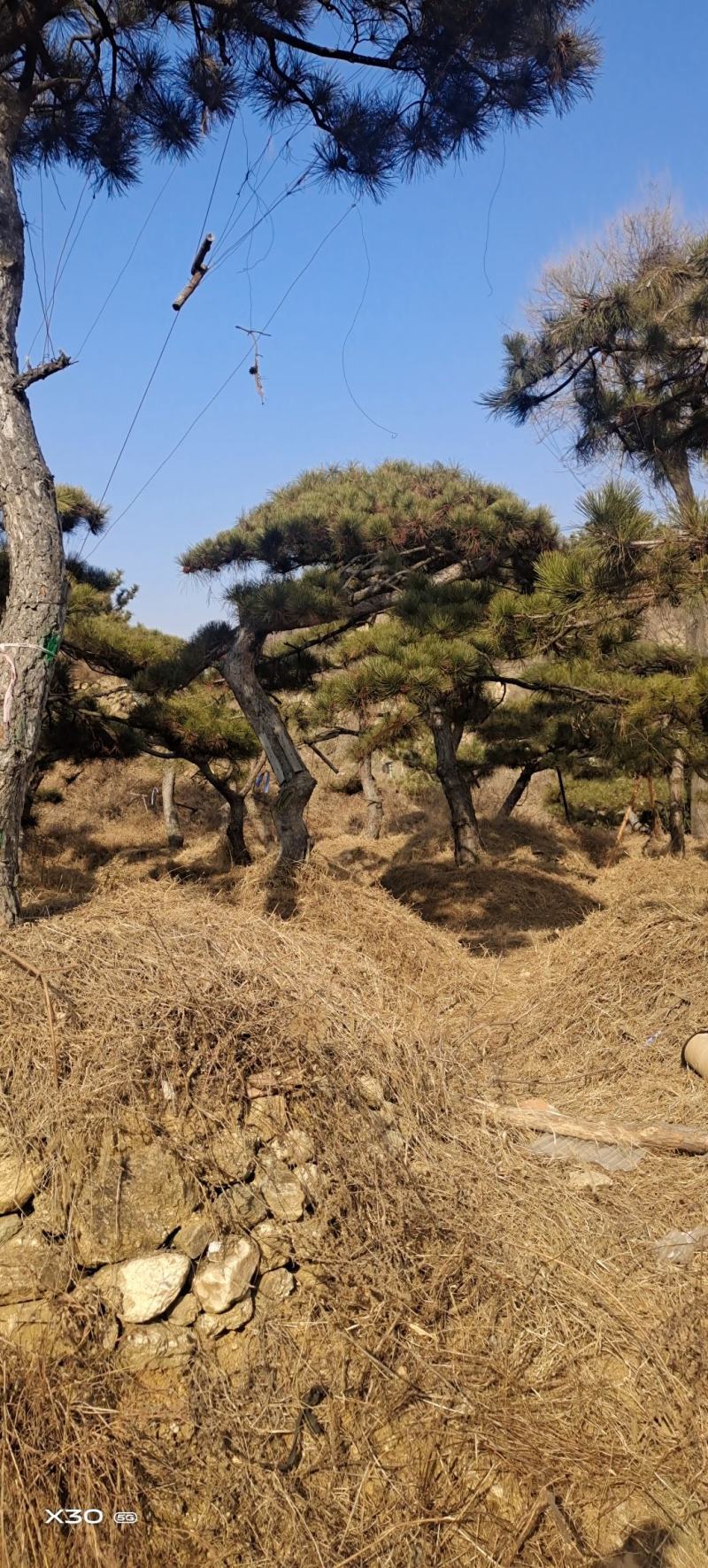 造型黑松景观松黑松盆景造型油松造型松黑松盆景