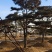 造型黑松景观松黑松盆景造型油松造型松黑松盆景