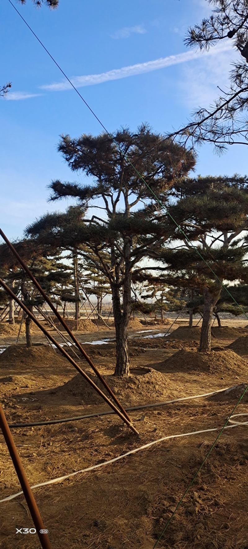 造型黑松景观松黑松盆景造型油松造型松黑松盆景