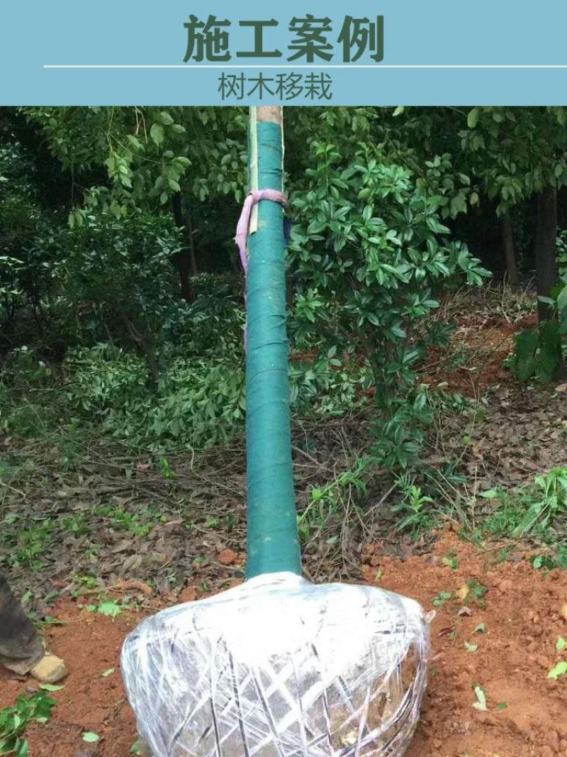 厂家供应包树布裹树布植物养护带缠绕树木裹树布