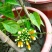 成都本地货炮仗花，有超长的花期1到6月份