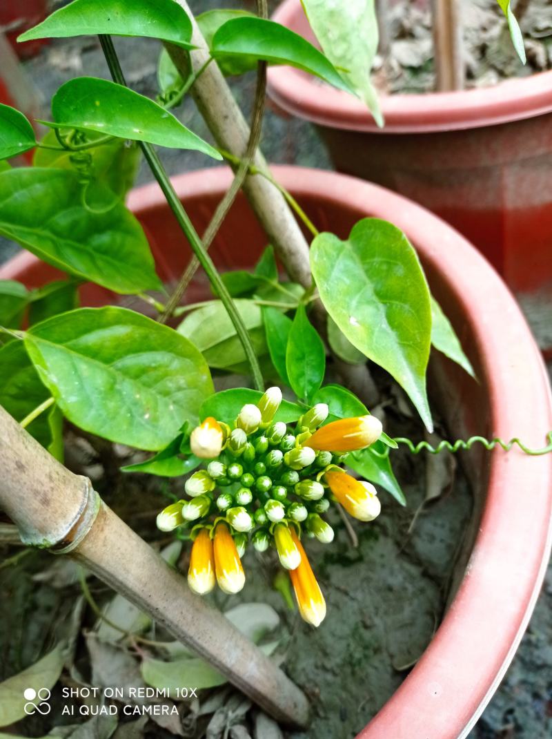 成都本地货炮仗花，有超长的花期1到6月份