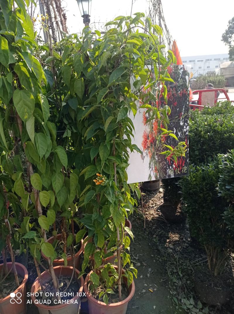 成都本地货炮仗花，有超长的花期1到6月份