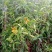 成都本地货炮仗花，有超长的花期1到6月份