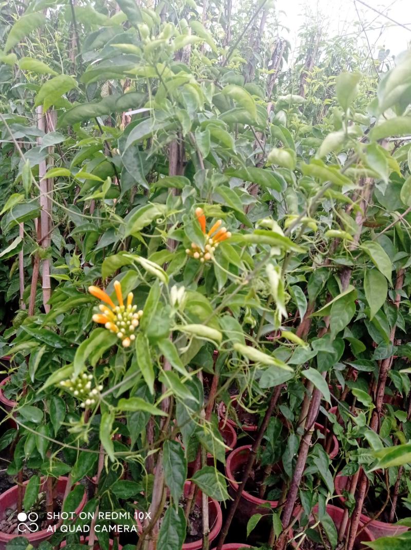 成都本地货炮仗花，有超长的花期1到6月份