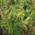 成都本地货炮仗花，有超长的花期1到6月份