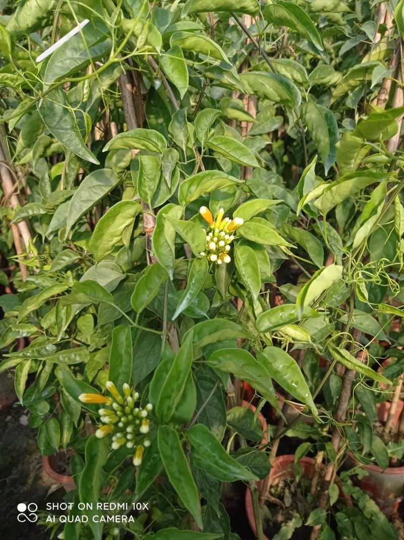 成都本地货炮仗花，有超长的花期1到6月份