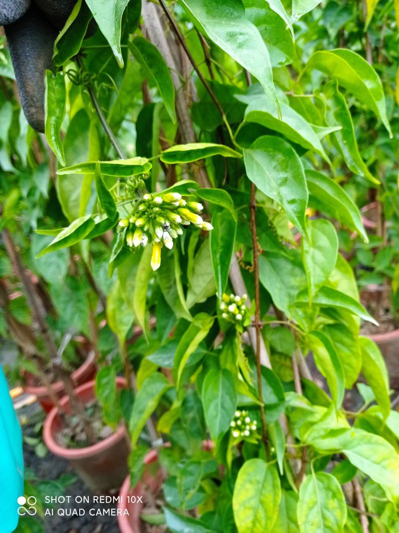 成都本地货炮仗花，有超长的花期1到6月份