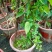 成都本地货炮仗花，有超长的花期1到6月份