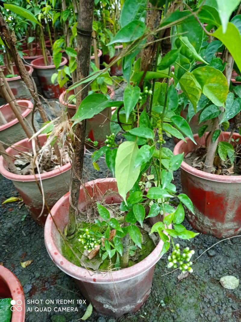 成都本地货炮仗花，有超长的花期1到6月份