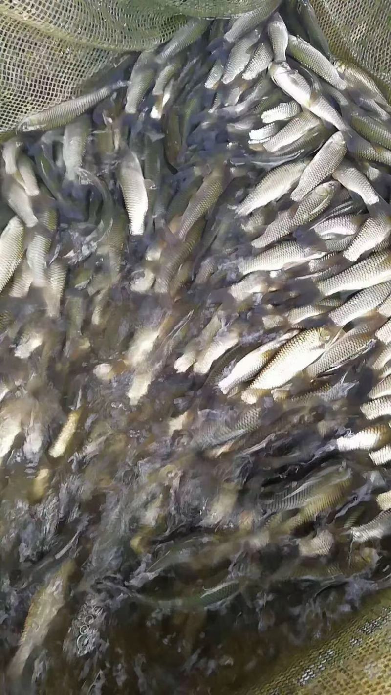 苗场直批杂交良种草鱼苗，打过疫针抗病毒能力强，好养易大。