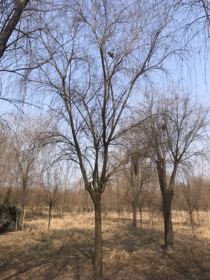 成都柳树基地四川成都垂柳基地四川成都黄金柳树基地直销