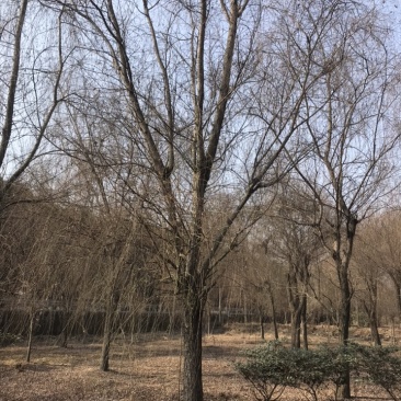 成都柳树基地四川成都垂柳基地四川成都黄金柳树基地直销