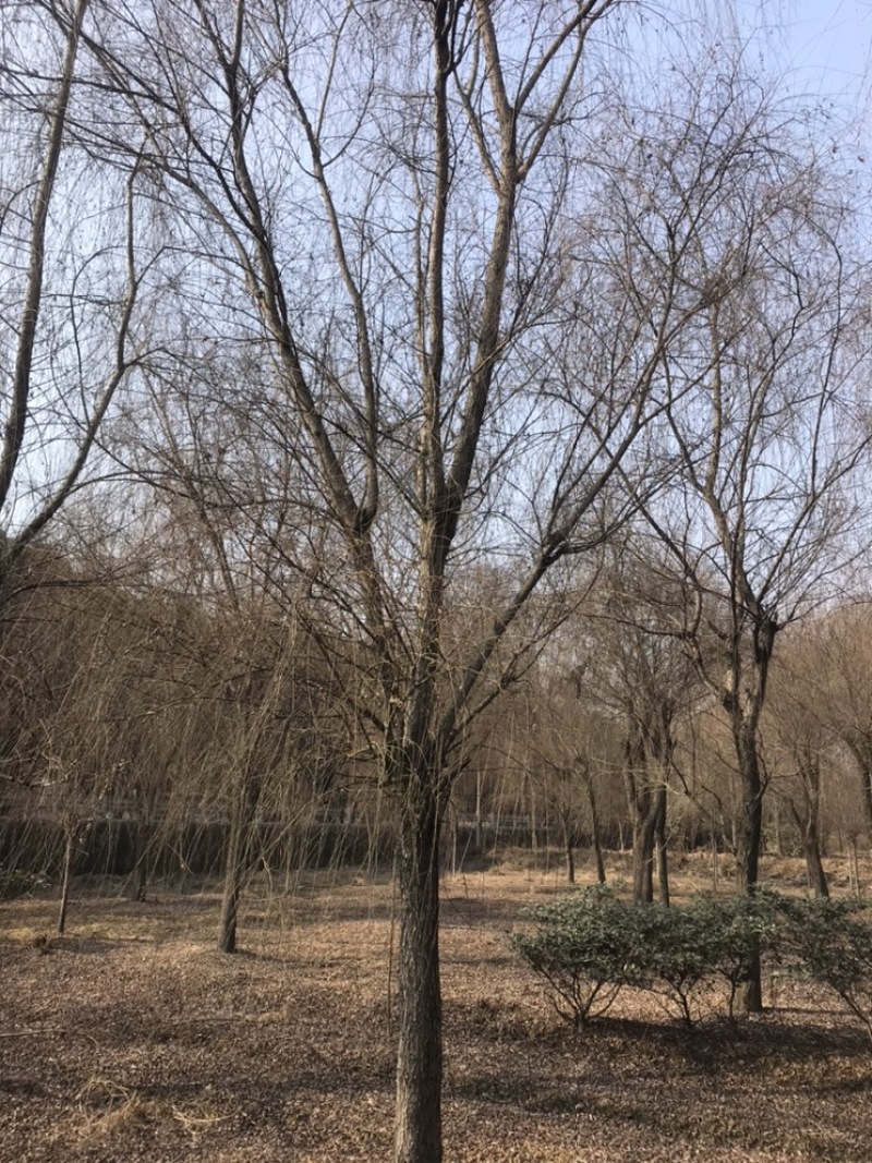 成都柳树基地四川成都垂柳基地四川成都黄金柳树基地直销