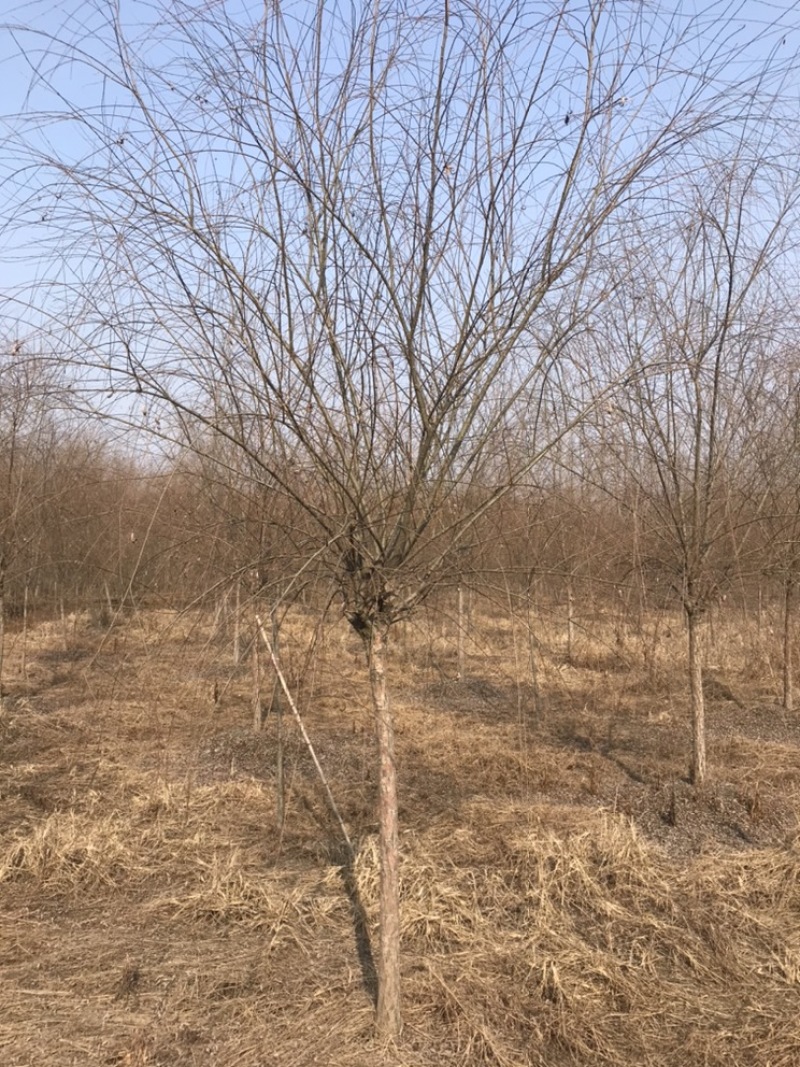 成都柳树基地四川成都垂柳基地四川成都黄金柳树基地直销