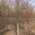 成都柳树基地四川成都垂柳基地四川成都黄金柳树基地直销