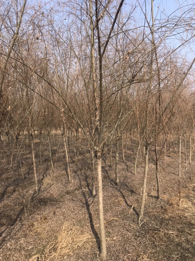 成都柳树基地四川成都垂柳基地四川成都黄金柳树基地直销