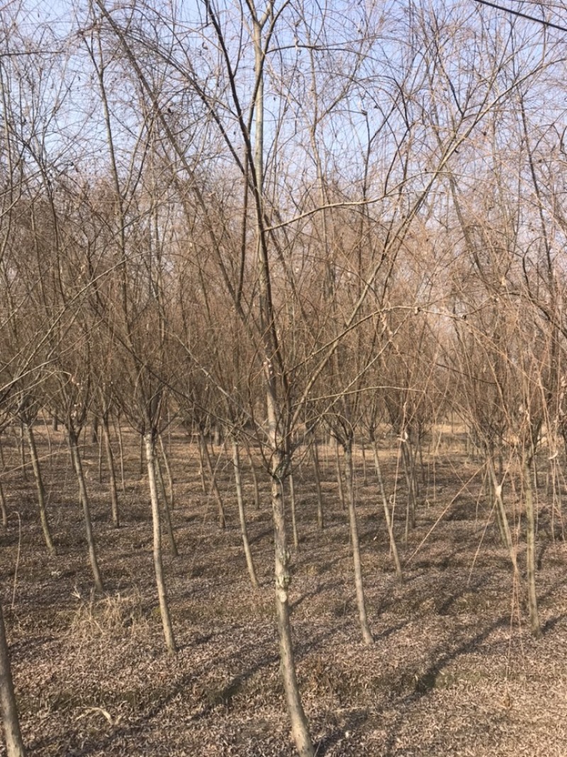 成都柳树基地四川成都垂柳基地四川成都黄金柳树基地直销