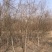 成都柳树基地四川成都垂柳基地四川成都黄金柳树基地直销
