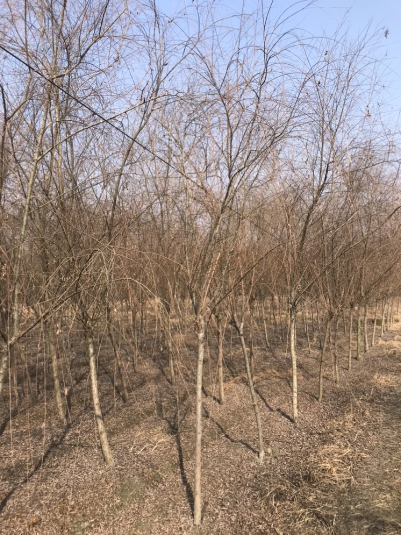 成都柳树基地四川成都垂柳基地四川成都黄金柳树基地直销