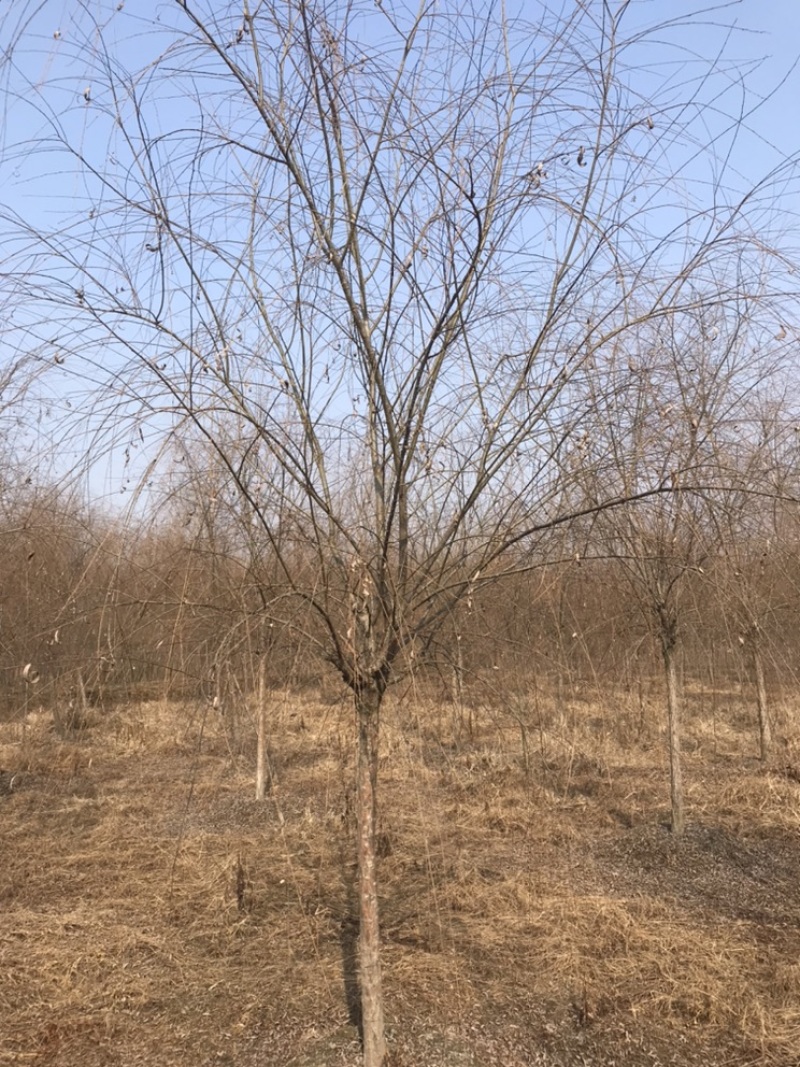 成都柳树基地四川成都垂柳基地四川成都黄金柳树基地直销