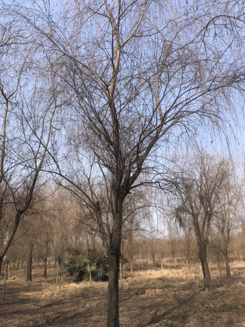 成都柳树基地四川成都垂柳基地四川成都黄金柳树基地直销
