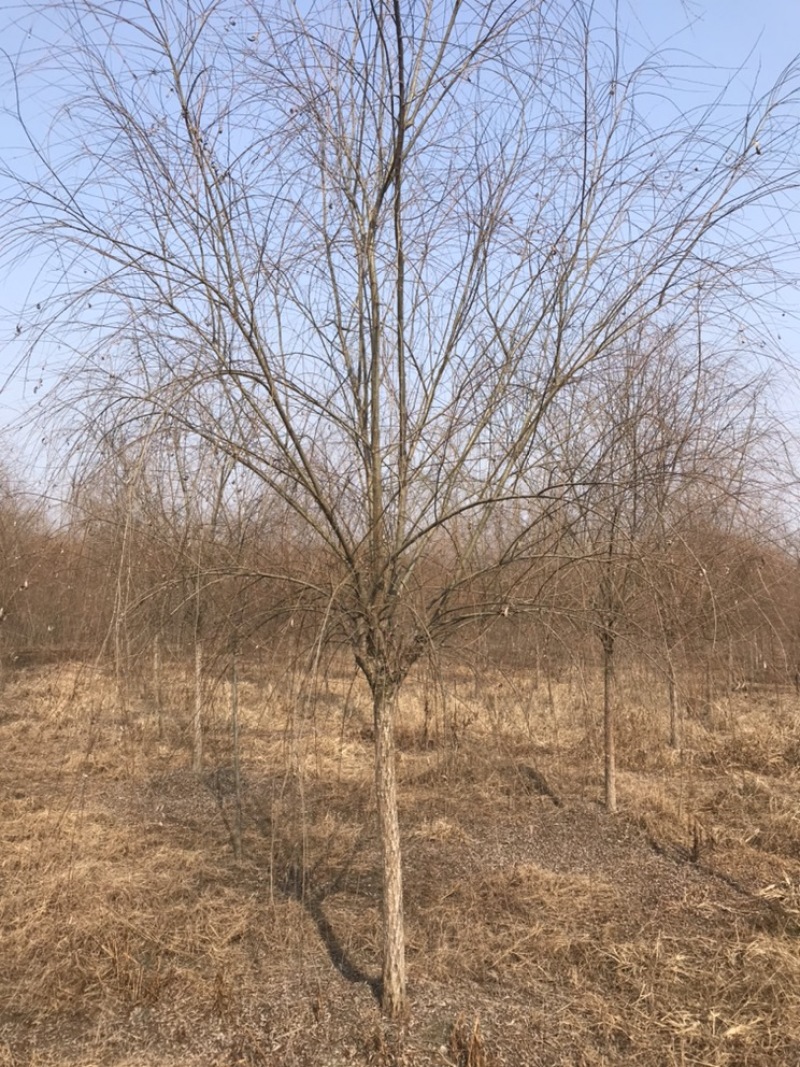 成都柳树基地四川成都垂柳基地四川成都黄金柳树基地直销