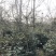 四川成都高杆贴梗海棠基地直销四川成都贴梗海棠基地高杆贴梗