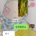 芦蒿新鲜芦蒿全部嫩芽头长年供货