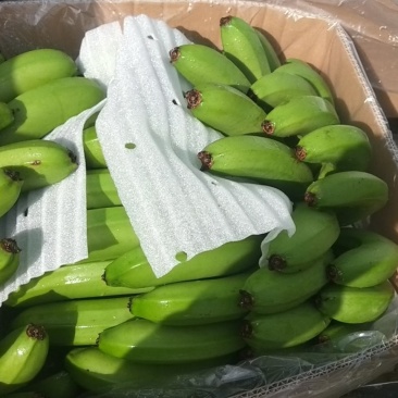 高山香蕉甜而不腻漂亮