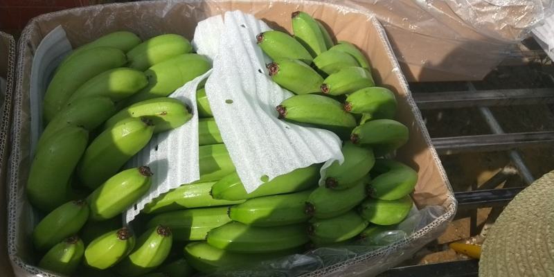 高山香蕉甜而不腻漂亮