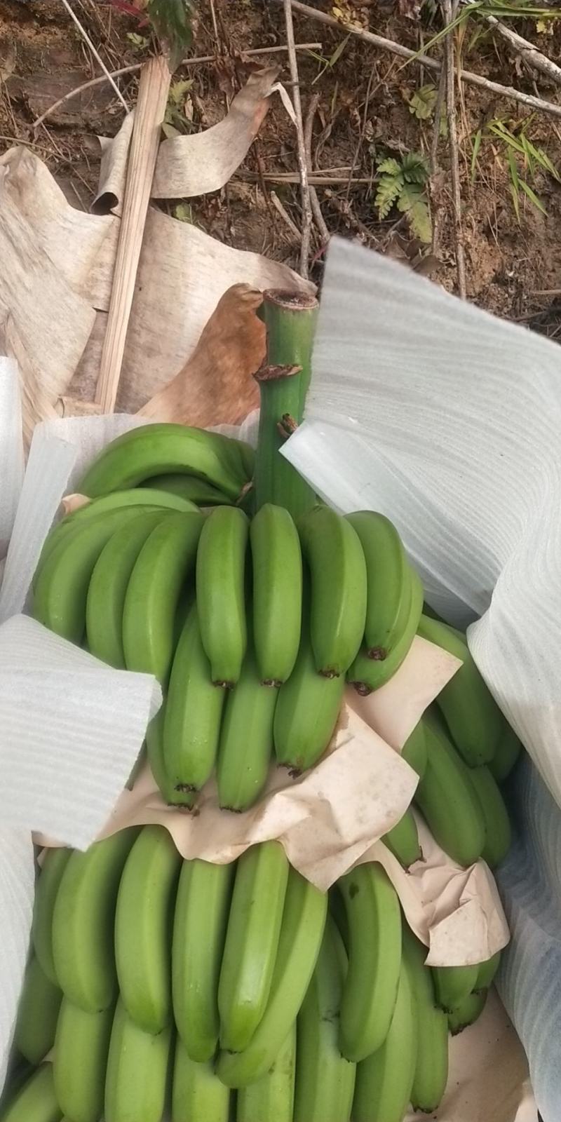 高山香蕉甜而不腻漂亮
