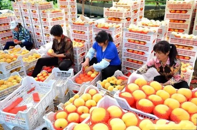 精品金黄金桃，黄金蜜桃，黄金脆桃，国家地理标志产品。