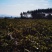 广东惠州30亩番石榴园六年树丰产中果园转让